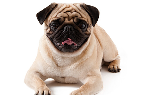 why are there so many brachycephalic dog breeds